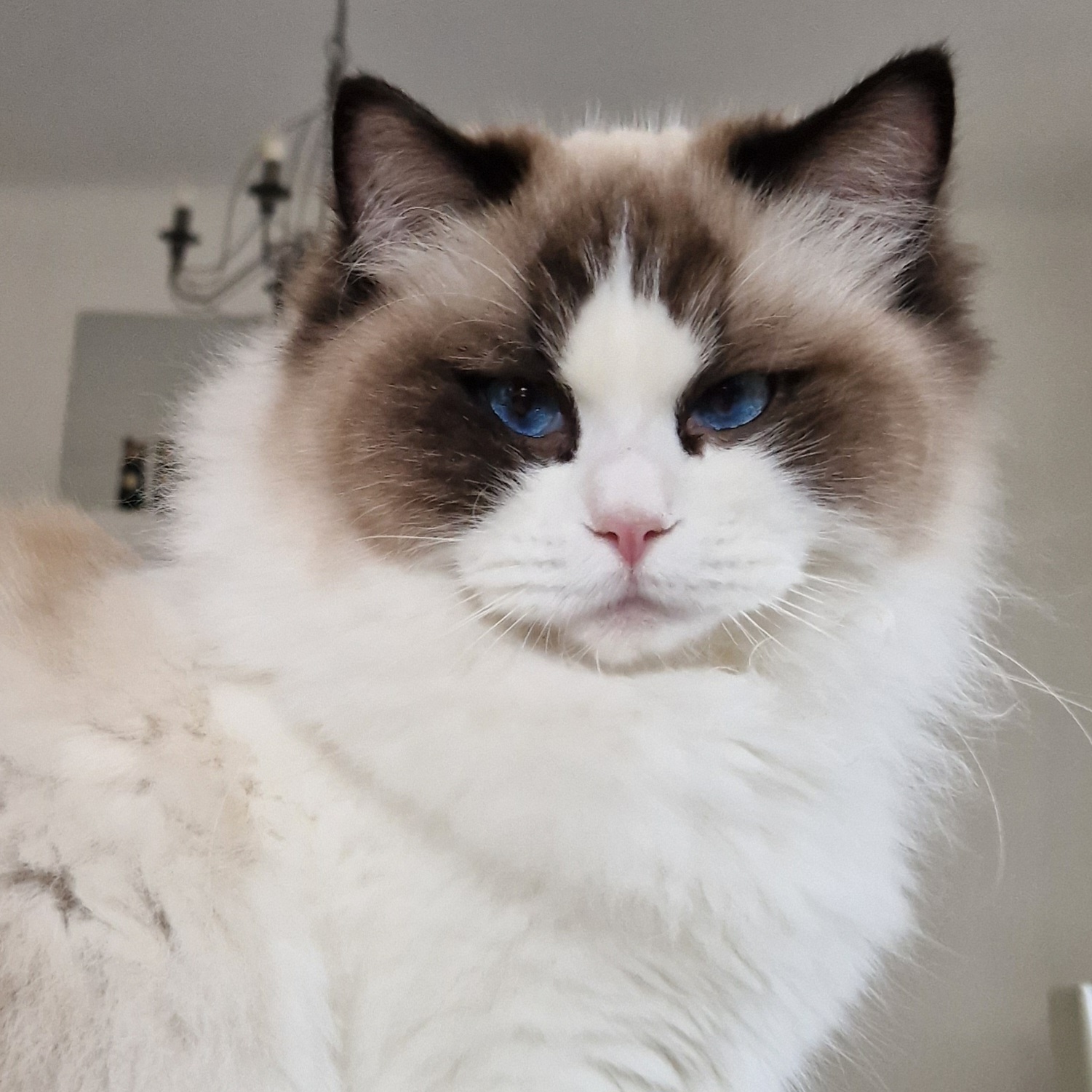 ragdoll paca